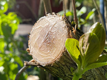 Lade das Bild in den Galerie-Viewer, HeliaCARE BIO Baum Balsam

